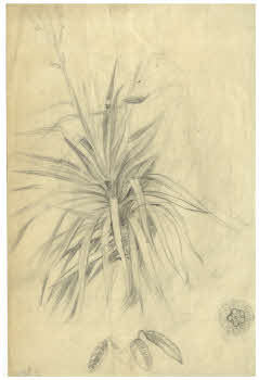 Visualizza l'immagine "FD D 1859"